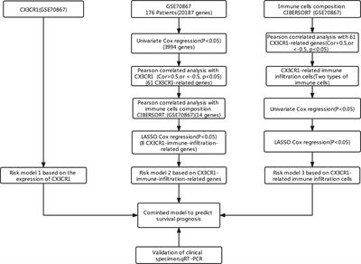 The Combined Model of CX3CR1-Related Immune Infiltration Genes to Evaluate the Prognosis of Idiopathic Pulmonary Fibrosis